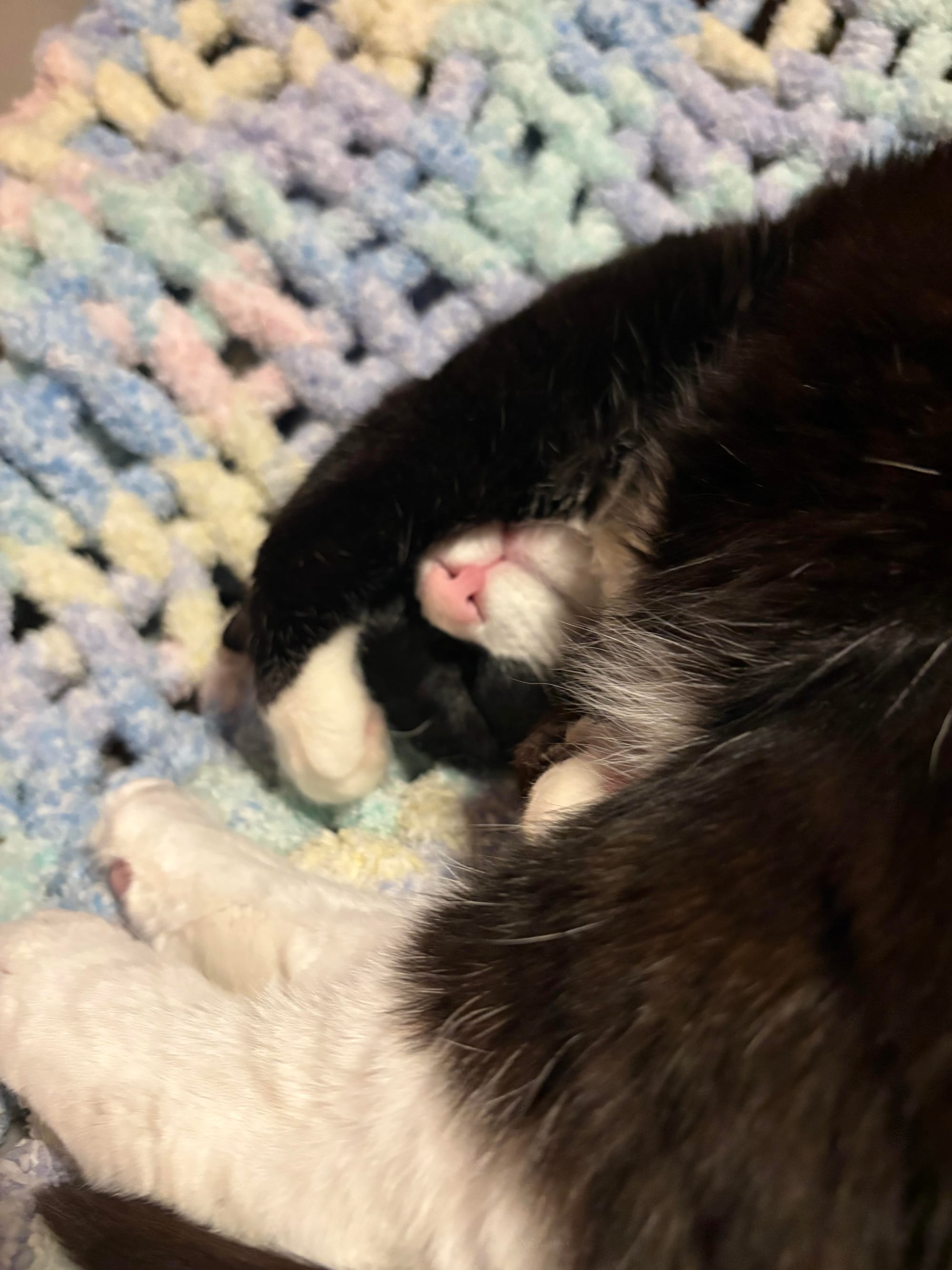 Jimmy Jazz, a tuxedo cat, at rest